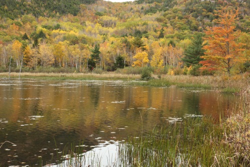 Acadia - Fall Reflections